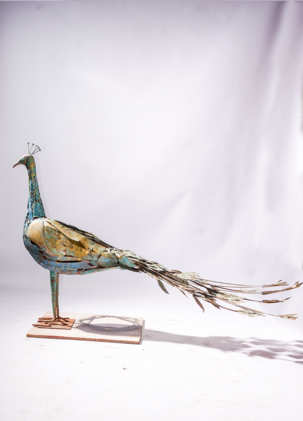 PEACOCK